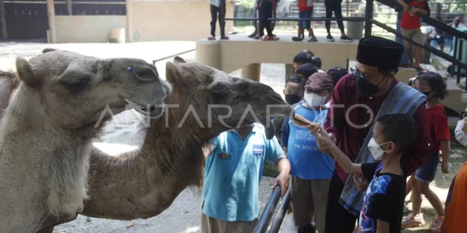 Penyebar Isu Pakan Satwa Ragunan Minta Maaf Resmi