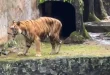 Pramono Curiga dan Kontroversi Video Harimau Kurus Ragunan