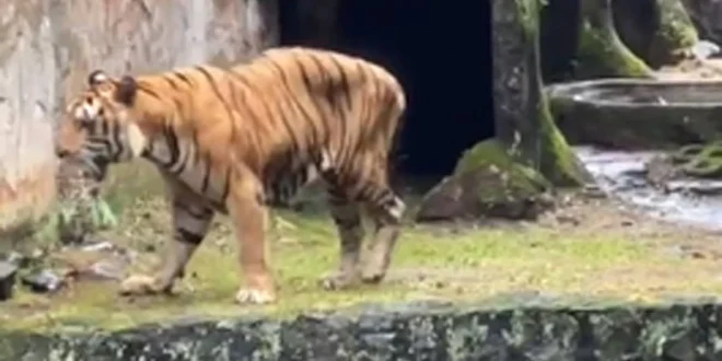 Pramono Curiga dan Kontroversi Video Harimau Kurus Ragunan