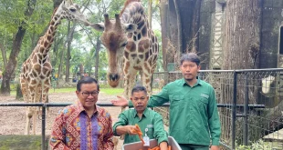 Pramono Klaim Harimau Kurus Ragunan: Fakta & Kontroversi Terbaru
