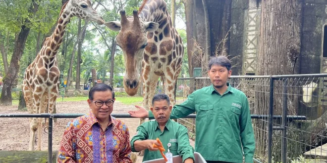 Pramono Klaim Harimau Kurus Ragunan: Fakta & Kontroversi Terbaru