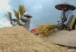 Produksi Beras 2025: Analisis Finansial & Dampak Harga Beras