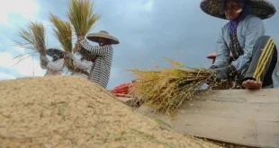 Produksi Beras 2025: Analisis Finansial & Dampak Harga Beras