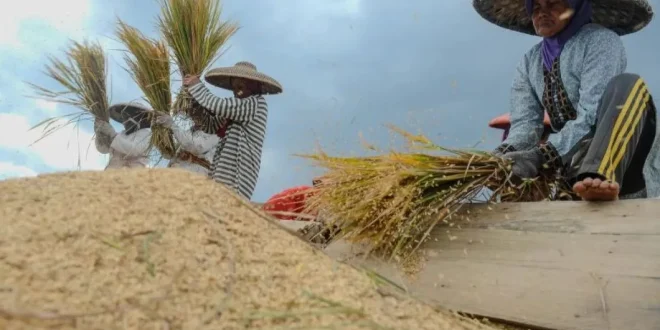 Produksi Beras 2025: Analisis Finansial & Dampak Harga Beras