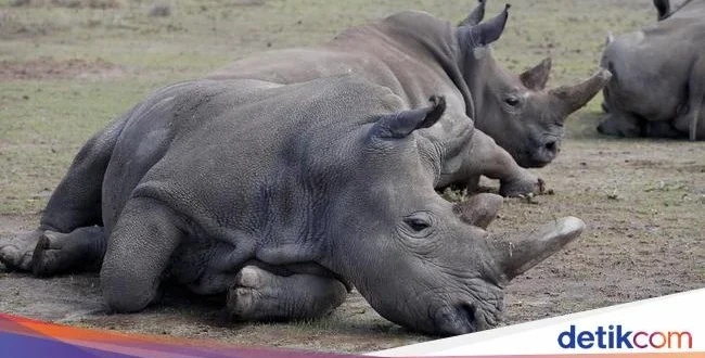 Singapura Sita 35,7 kg Cula Badak, Nilai Rp14,5 Miliar