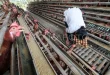 Strategi Kementan Percepat Produksi Ayam Petelur Luar Jawa