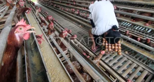 Strategi Kementan Percepat Produksi Ayam Petelur Luar Jawa