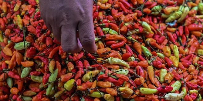 Analisis Lonjakan Harga Cabai dan Bawang Merah Desember 2025