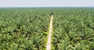 Analisis Pernyataan Prabowo soal Jaga Hutan dan Sawit Papua 2025