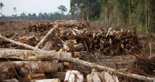 Analisis Terbaru: Pembalakan Liar dan Penyebab Banjir di Sumatra