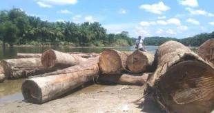 Banjir dan Gelondongan Kayu di Sungai Washington: Evakuasi Darurat