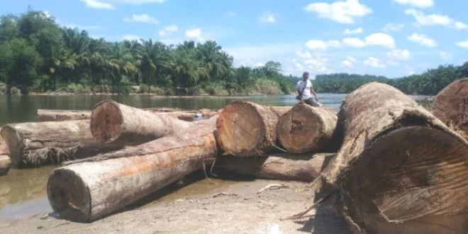 Banjir dan Gelondongan Kayu di Sungai Washington: Evakuasi Darurat