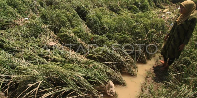 Banjir Rusak 11 Ribu Hektare Sawah di Sumatera, Dampak & Penanganan