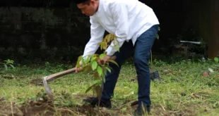 BRI Tanam Lebih dari 10.000 Pohon Dukung Keberlanjutan Lingkungan