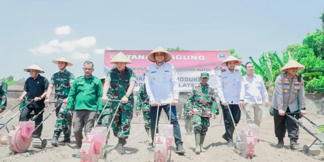 Bupati Klaten & Danrem 074 Sinergi Tanam Jagung Perkuat Ketahanan Pangan