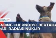 Evolusi Cepat Anjing Chernobyl Akibat Radiasi Nuklir