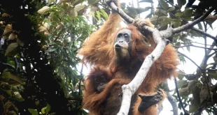 Orangutan Tapanuli Mati Tertimbun Kayu Akibat Banjir Sumut