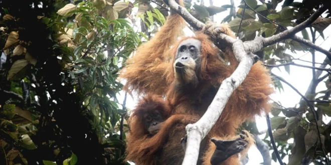 Orangutan Tapanuli Mati Tertimbun Kayu Akibat Banjir Sumut