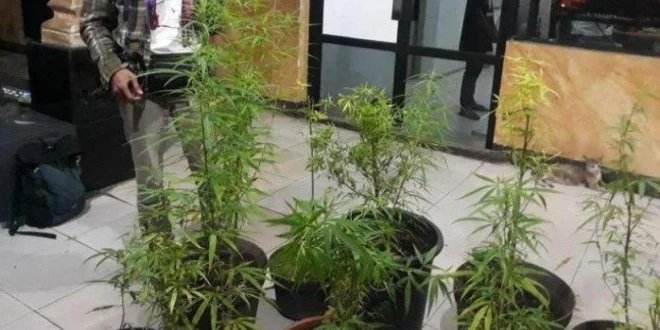 Penggerebekan Kontrakan Greenhouse Budidaya Ganja Ilegal Jombang