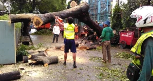Posko Pelaporan Pohon Tumbang DKI Jakarta untuk Warga