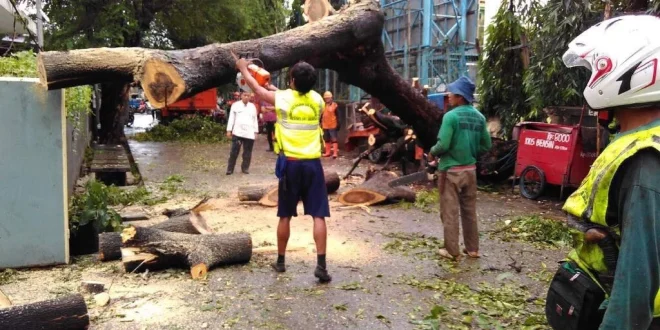 Posko Pelaporan Pohon Tumbang DKI Jakarta untuk Warga