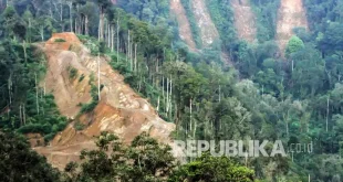 Prabowo Janji Sikap Tegas Atasi Pembalakan Liar Hutan Rawan Bencana
