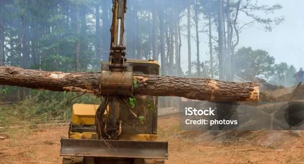 Program Timsus Kayu Gelondongan: Solusi Restorasi Hutan Berkelanjutan 2025