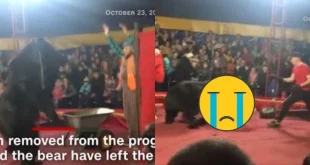 Serangan Beruang di Sirkus China: Fakta & Dampak Terbaru