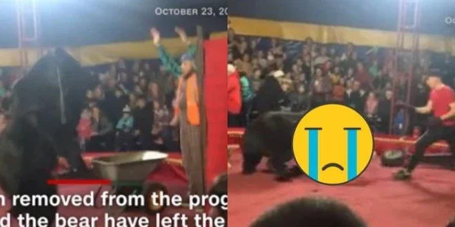 Serangan Beruang di Sirkus China: Fakta & Dampak Terbaru
