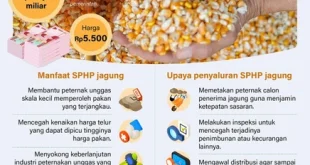 Subsidi SPHP Jagung 2025: Pengaruhnya pada Biaya Pakan Peternak Babi