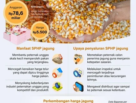 Subsidi SPHP Jagung 2025: Pengaruhnya pada Biaya Pakan Peternak Babi