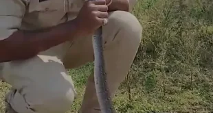 Viral Aksi Pria Beri Napas Buatan pada Ular Kesetrum Listrik di India