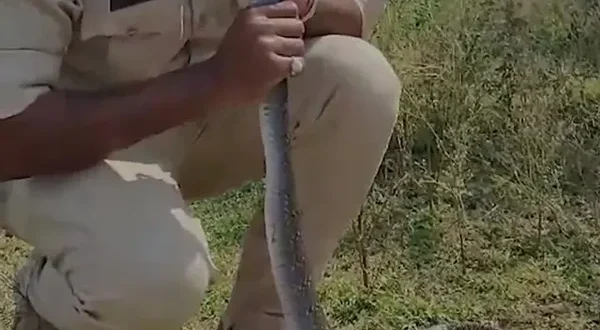 Viral Aksi Pria Beri Napas Buatan pada Ular Kesetrum Listrik di India