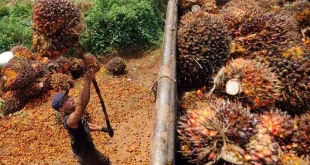 Dedi Mulyadi Larang Sawit, Apkasindo Minta Kajian Ulang