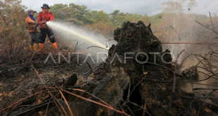 Kebakaran Hutan Aceh Barat Meluas 50 Hektare, Penanganan Terpadu