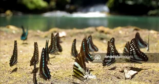 Peningkatan 114% Spesies Kupu-Kupu di Bantimurung Terbaru