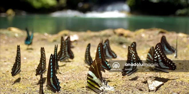 Peningkatan 114% Spesies Kupu-Kupu di Bantimurung Terbaru